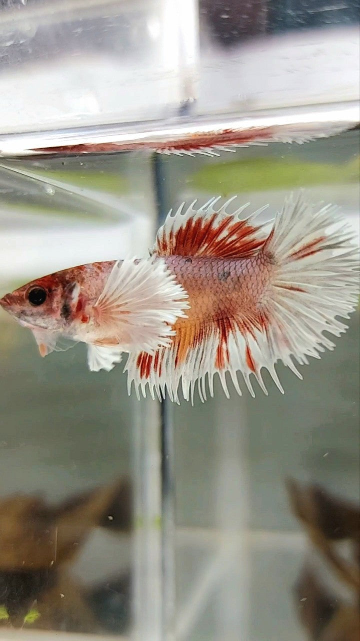 FEMALE CROWNTAIL DUMBO EAR ORANGE COPPER MULTICOLOR BETTA FISH