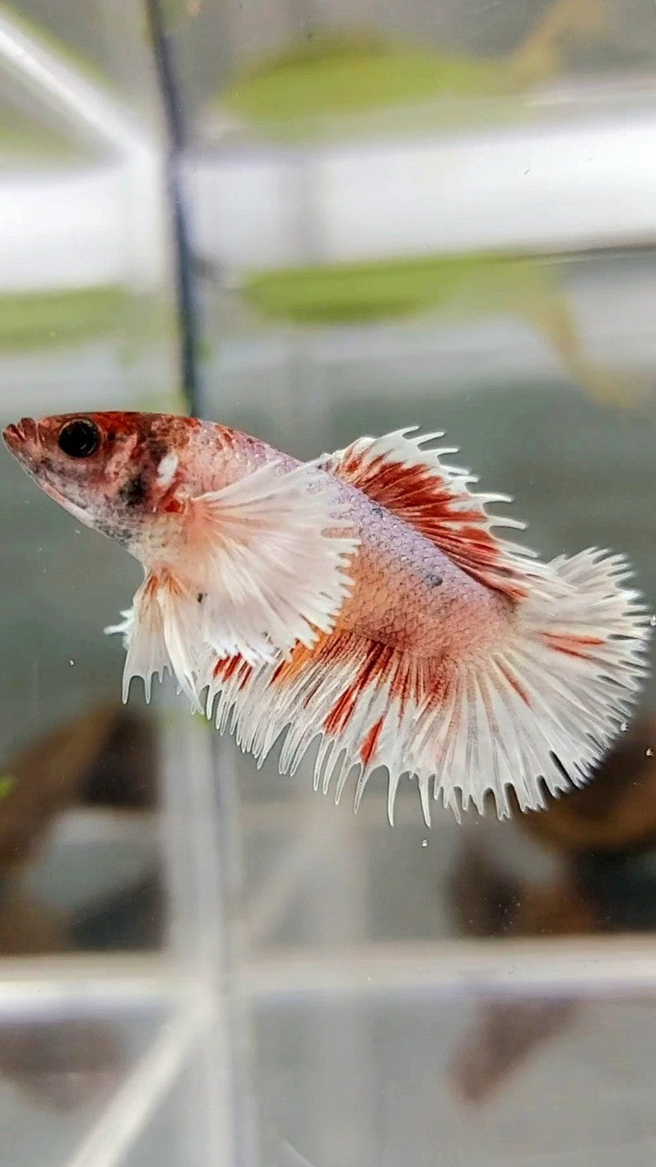 FEMALE CROWNTAIL DUMBO EAR ORANGE COPPER MULTICOLOR BETTA FISH