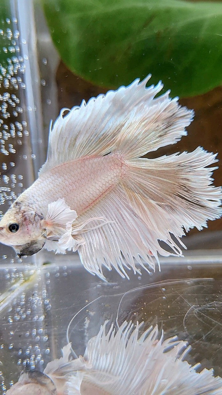 HALFMOON DOUBLE TAIL DUMBO EAR WHITE BETTA FISH