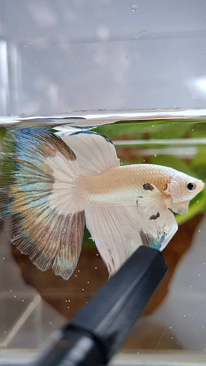 HALFMOON COPPER RIM BUTTERFLY BETTA FISH