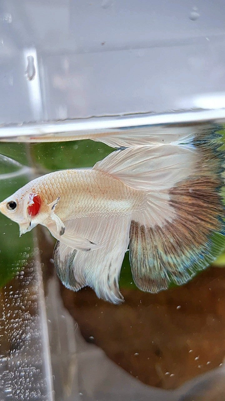 HALFMOON COPPER RIM BUTTERFLY BETTA FISH
