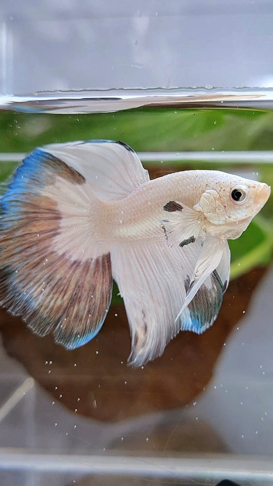 HALFMOON COPPER RIM BUTTERFLY BETTA FISH