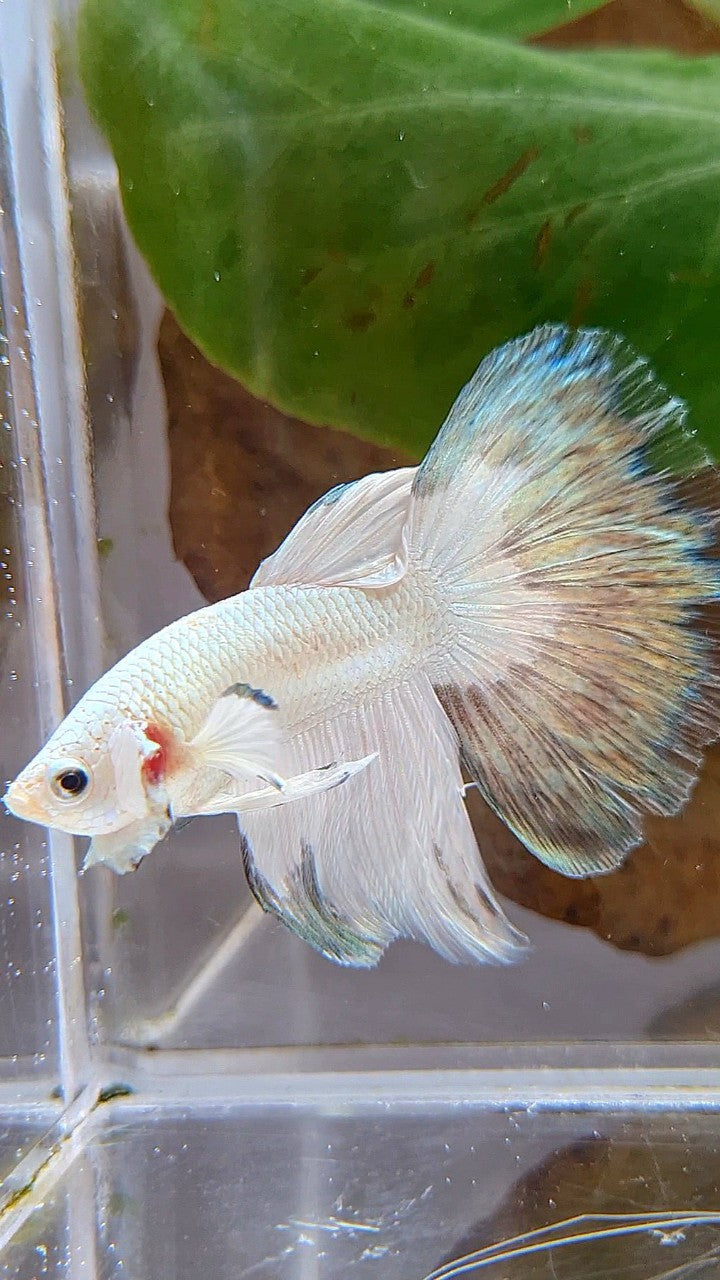 HALFMOON COPPER RIM BUTTERFLY BETTA FISH
