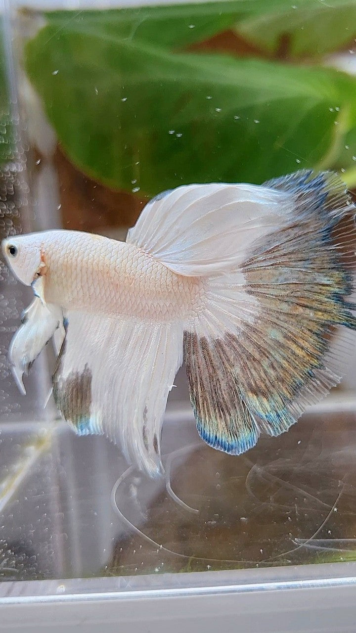 HALFMOON COPPER RIM BUTTERFLY BETTA FISH