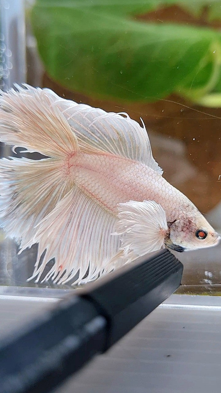 HALFMOON DOUBLE TAIL DUMBO EAR WHITE BETTA FISH