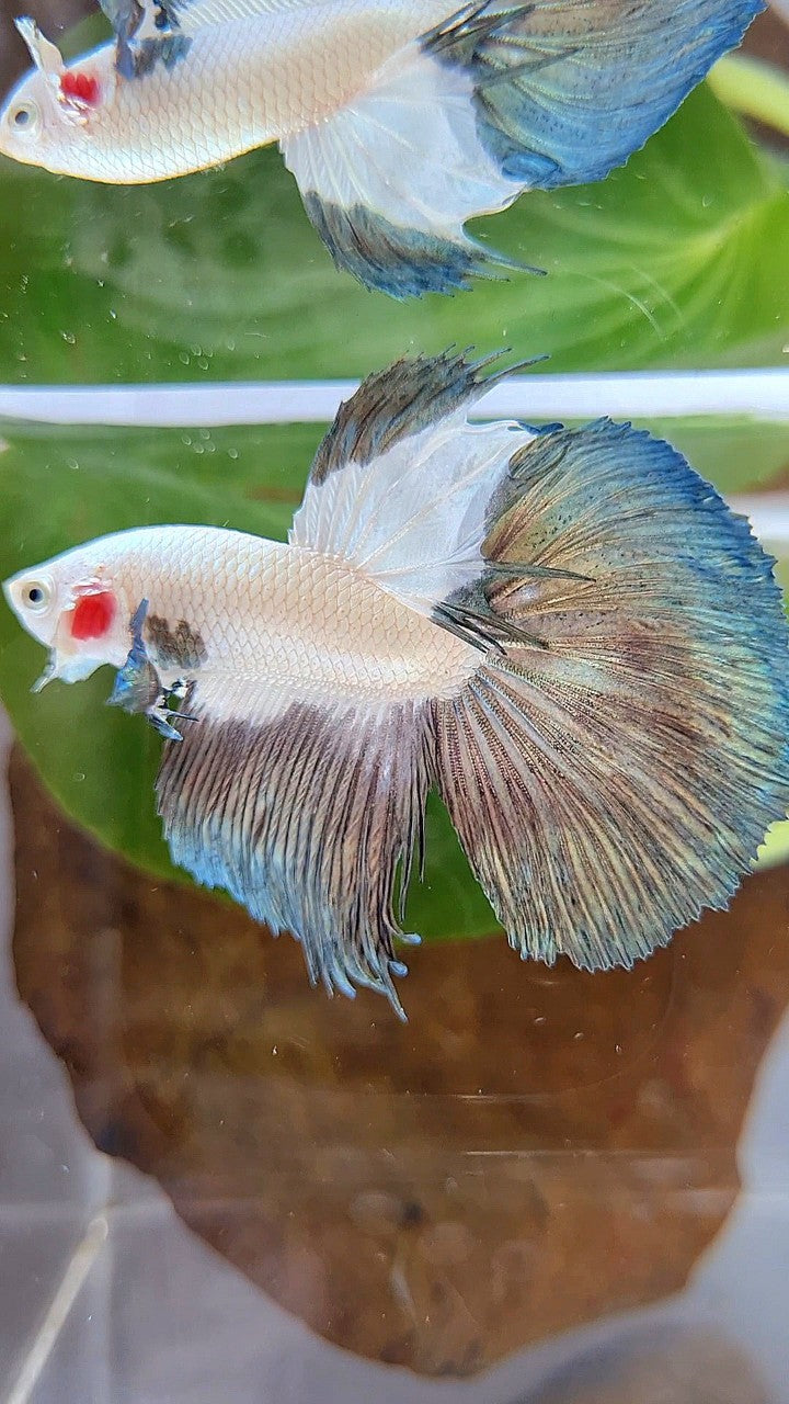LUXURY HALFMOON COPPER RIM BICOLOR BETTA FISH