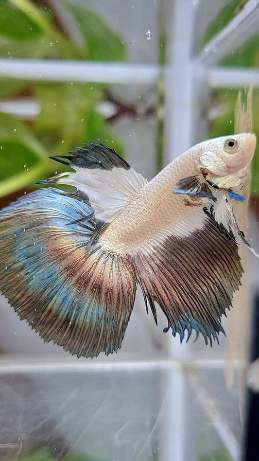 LUXURY HALFMOON COPPER RIM BICOLOR BETTA FISH
