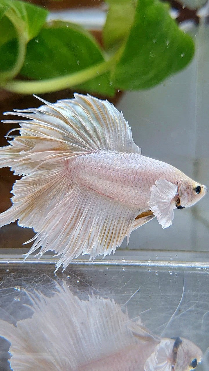 HALFMOON DOUBLE TAIL DUMBO EAR WHITE BETTA FISH