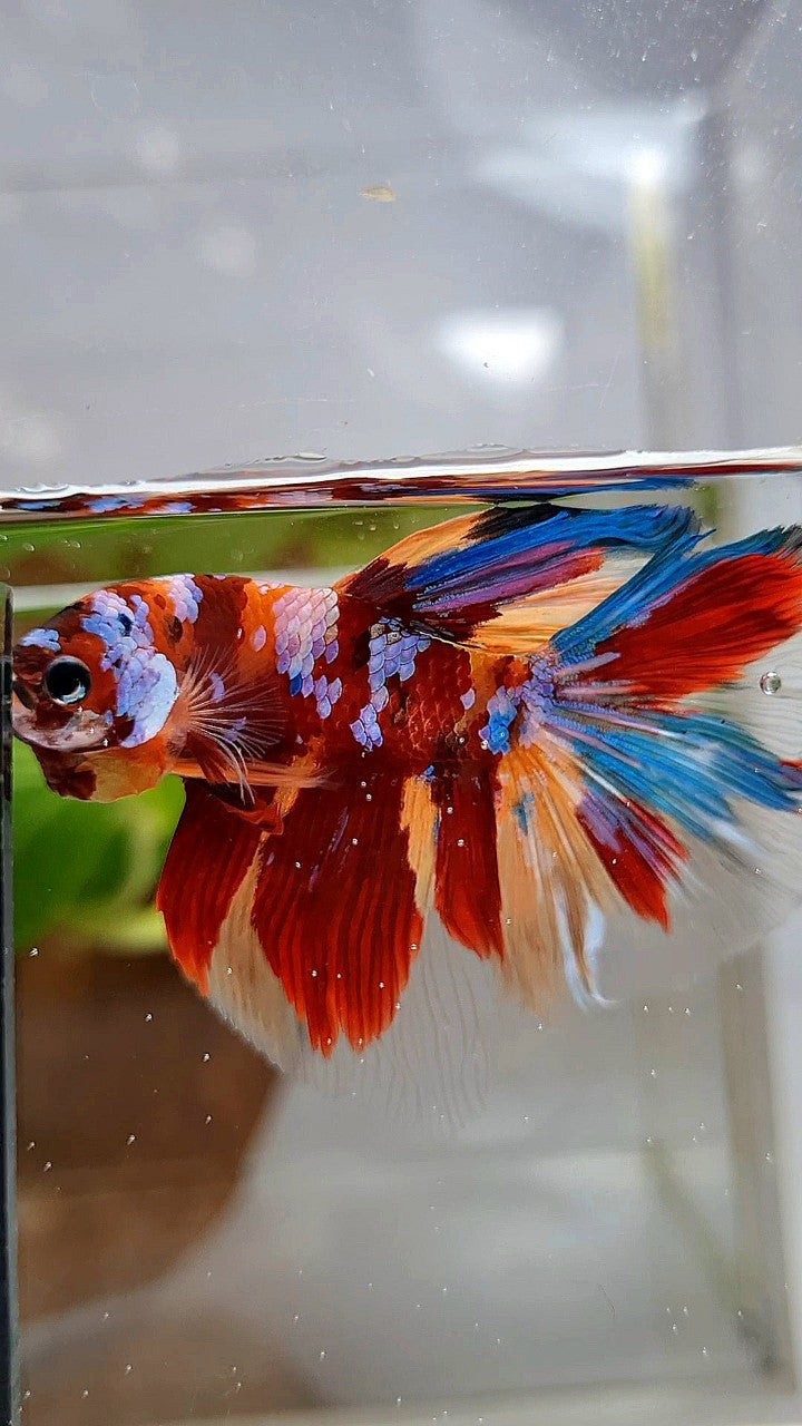 HALFMOON ROSETAIL RED ORANGE GALAXY MULTICOLOR BETTA FISH