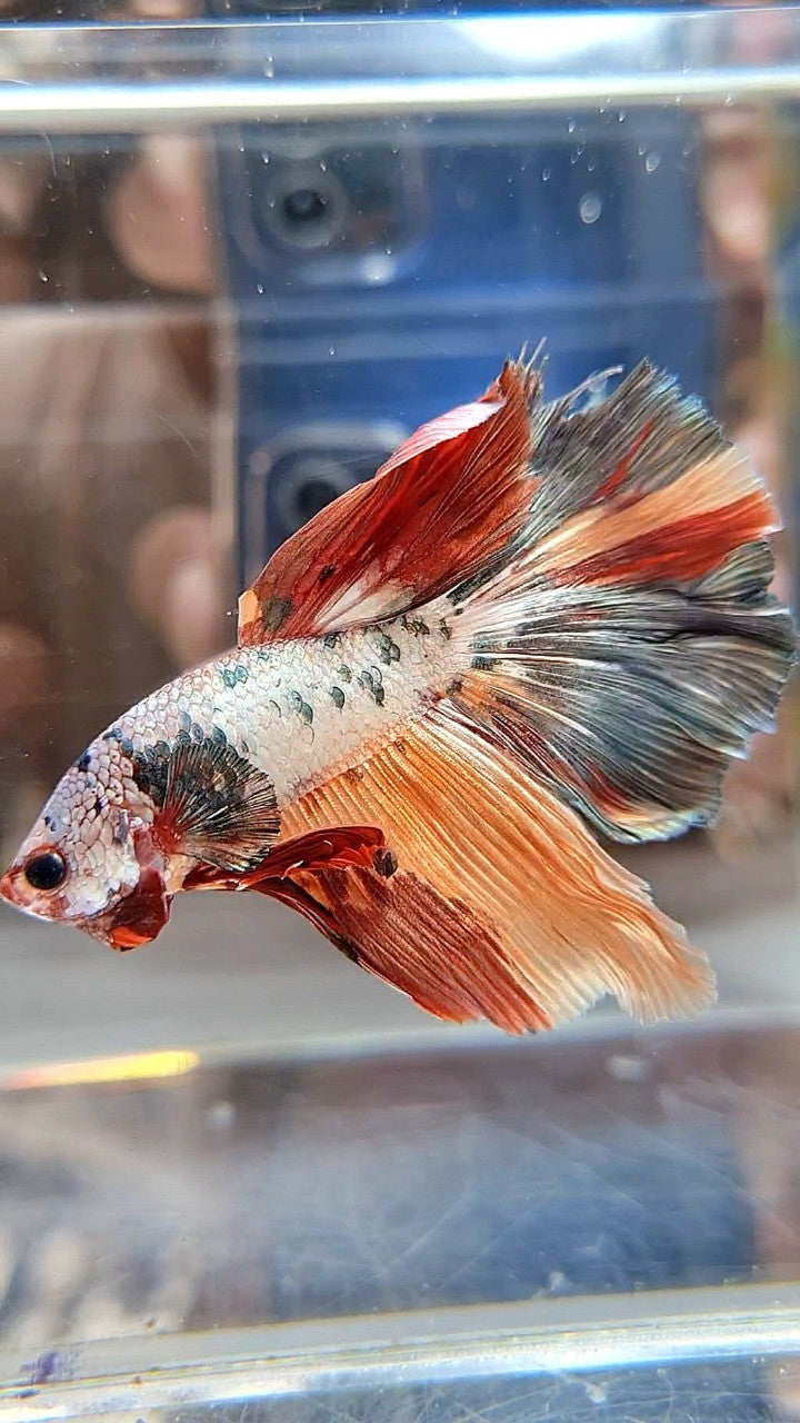 HALFMOON ORANGE COPPER FANCY MULTICOLOR BETTA FISH
