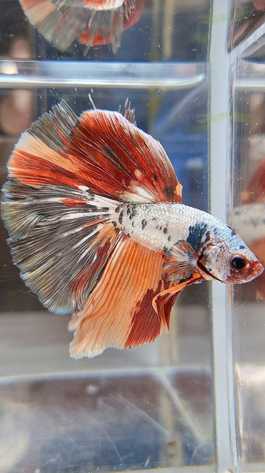 HALFMOON ORANGE COPPER FANCY MULTICOLOR BETTA FISH