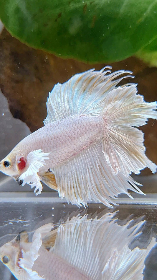HALFMOON DOUBLE TAIL DUMBO EAR WHITE BETTA FISH