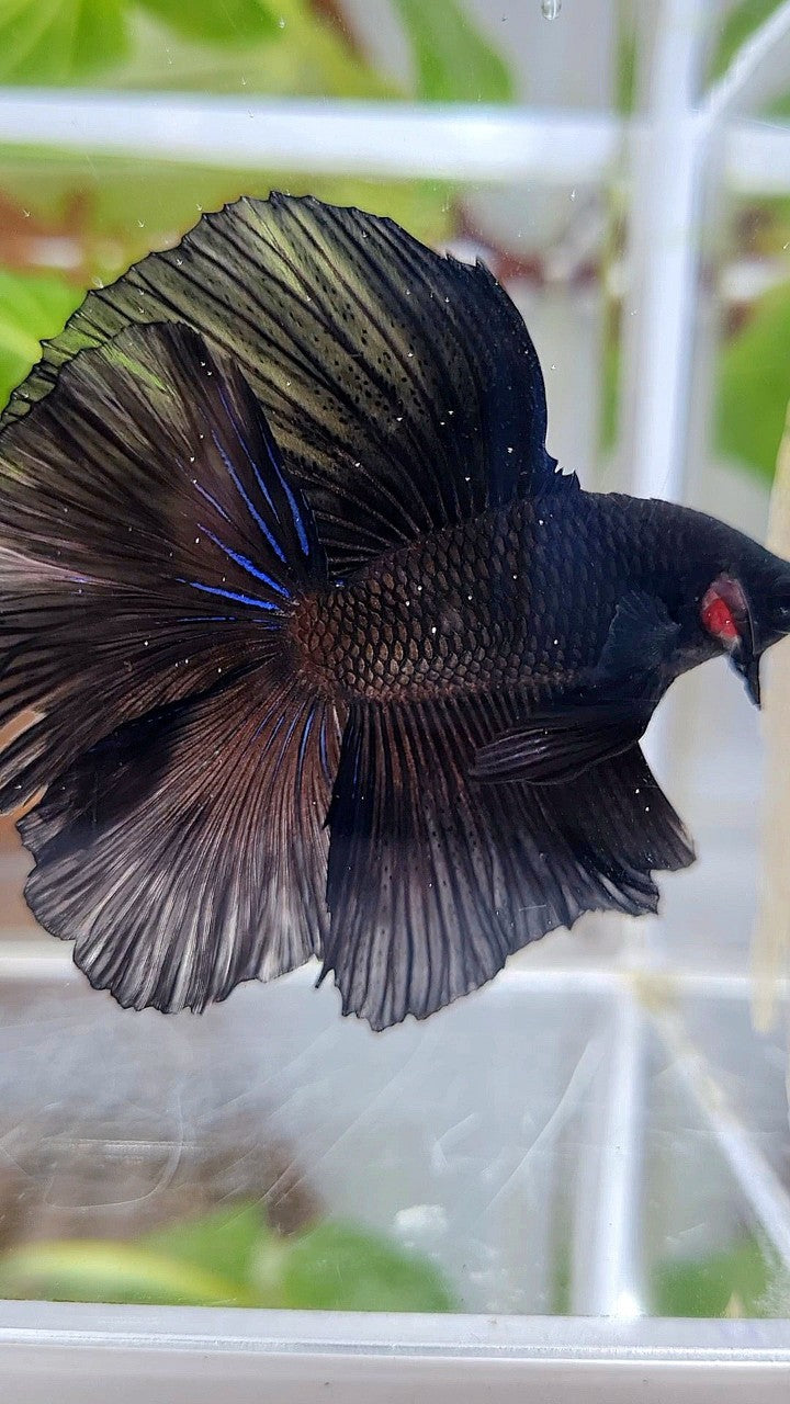 LUXURY HALFMOON OVER DOUBLE TAIL SUPER BLACK BETTA FISH