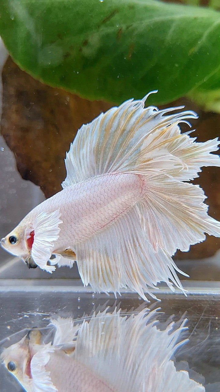 HALFMOON DOUBLE TAIL DUMBO EAR WHITE BETTA FISH