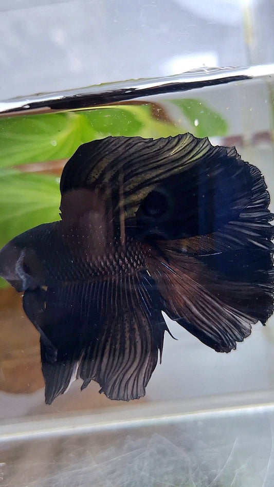 HALFMOON DOUBLE TAIL SUPER BLACK BETTA FISH