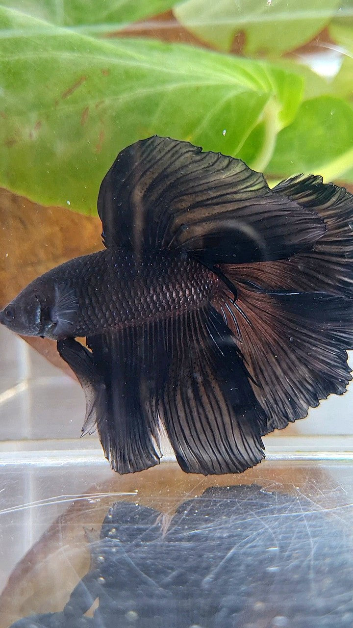 HALFMOON DOUBLE TAIL SUPER BLACK BETTA FISH