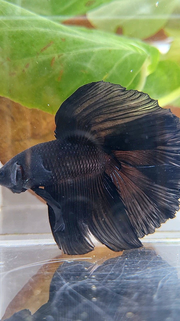 HALFMOON DOUBLE TAIL SUPER BLACK BETTA FISH