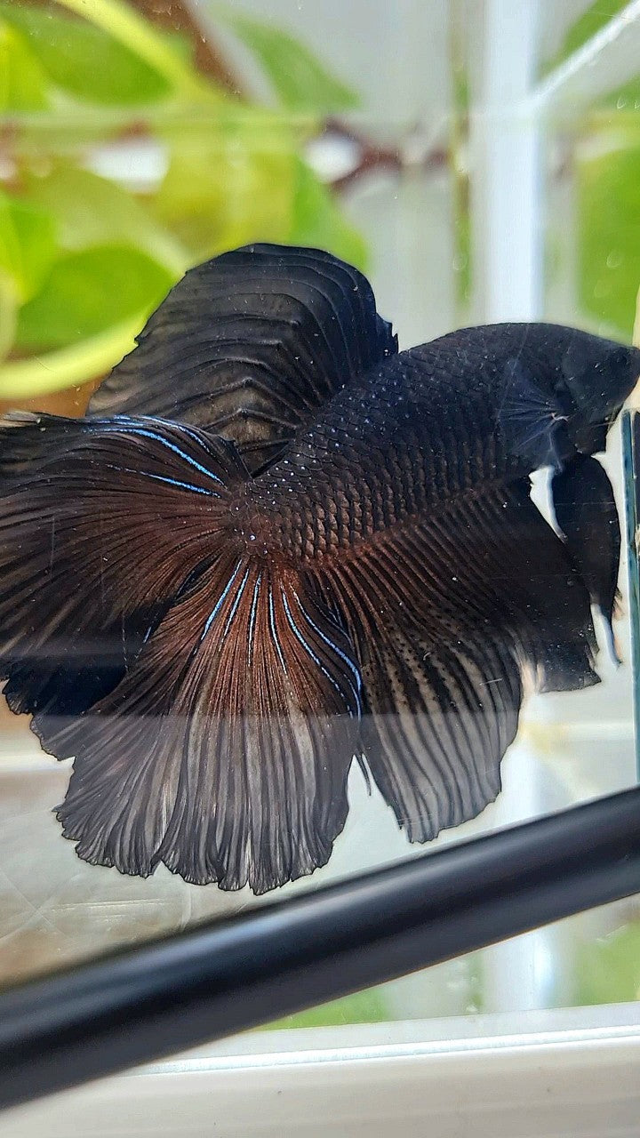 HALFMOON DOUBLE TAIL SUPER BLACK BETTA FISH