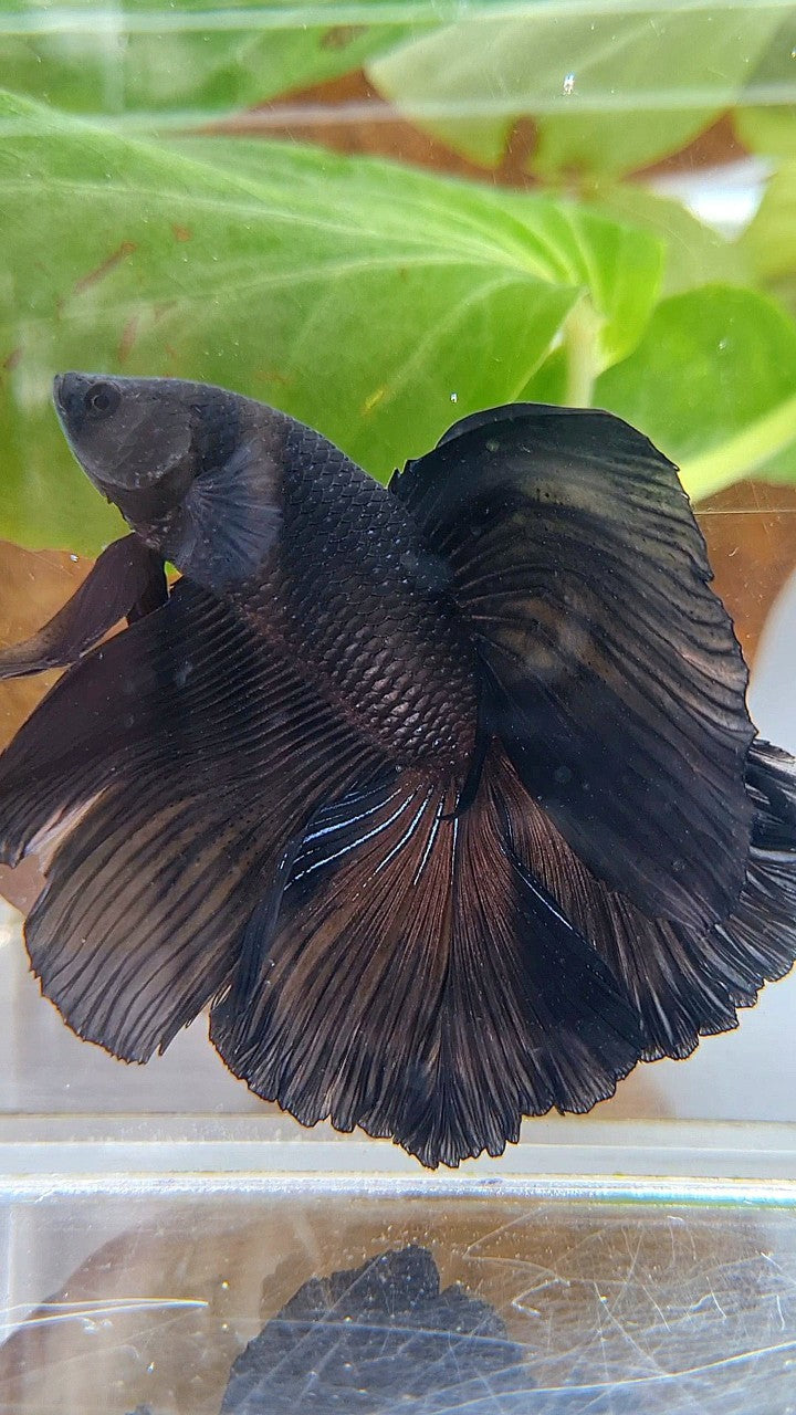 HALFMOON DOUBLE TAIL SUPER BLACK BETTA FISH