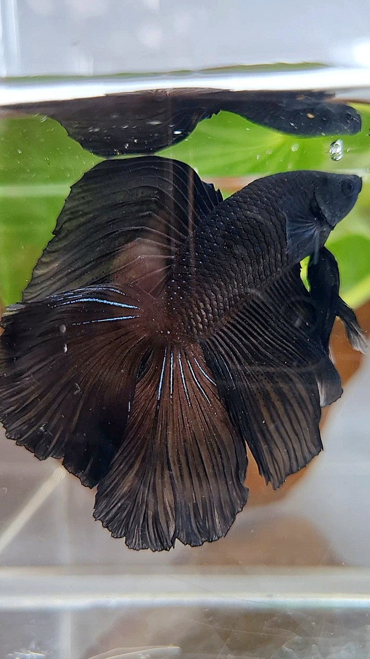 HALFMOON DOUBLE TAIL SUPER BLACK BETTA FISH