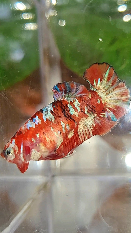FEMALE PLAKAT BARONGSAI RED WHITE GALAXY MULTICOLOR BETTA FISH