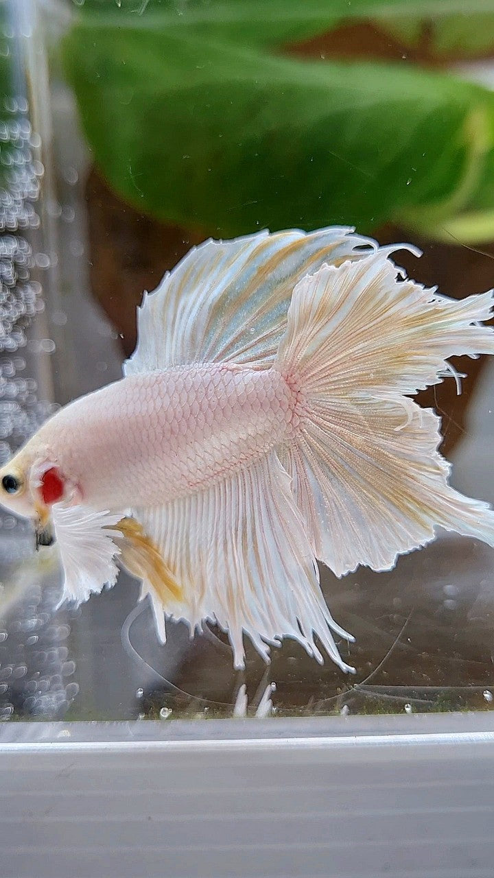 HALFMOON DOUBLE TAIL DUMBO EAR WHITE BETTA FISH