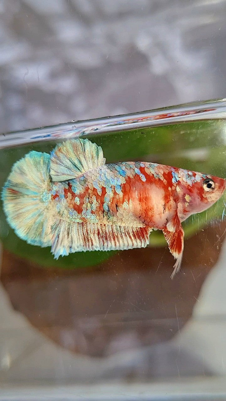 FEMALE PLAKAT BARONGSAI RED WHITE GALAXY MULTICOLOR BETTA FISH