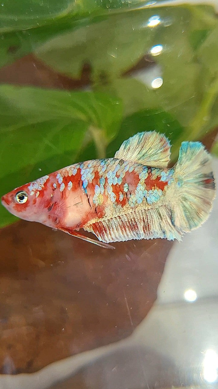 FEMALE PLAKAT BARONGSAI RED WHITE GALAXY MULTICOLOR BETTA FISH
