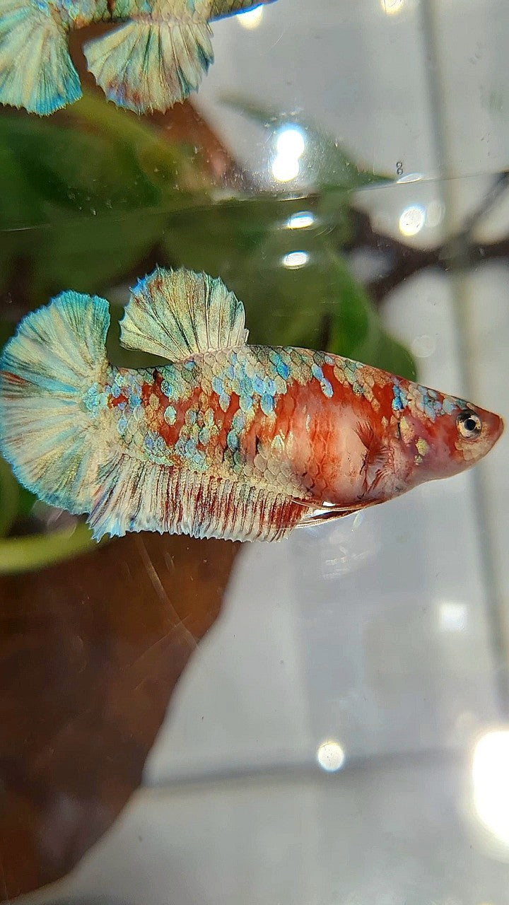 FEMALE PLAKAT BARONGSAI RED WHITE GALAXY MULTICOLOR BETTA FISH