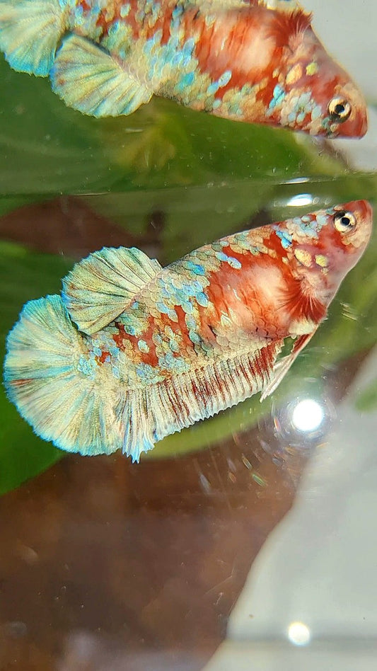 FEMALE PLAKAT BARONGSAI RED WHITE GALAXY MULTICOLOR BETTA FISH