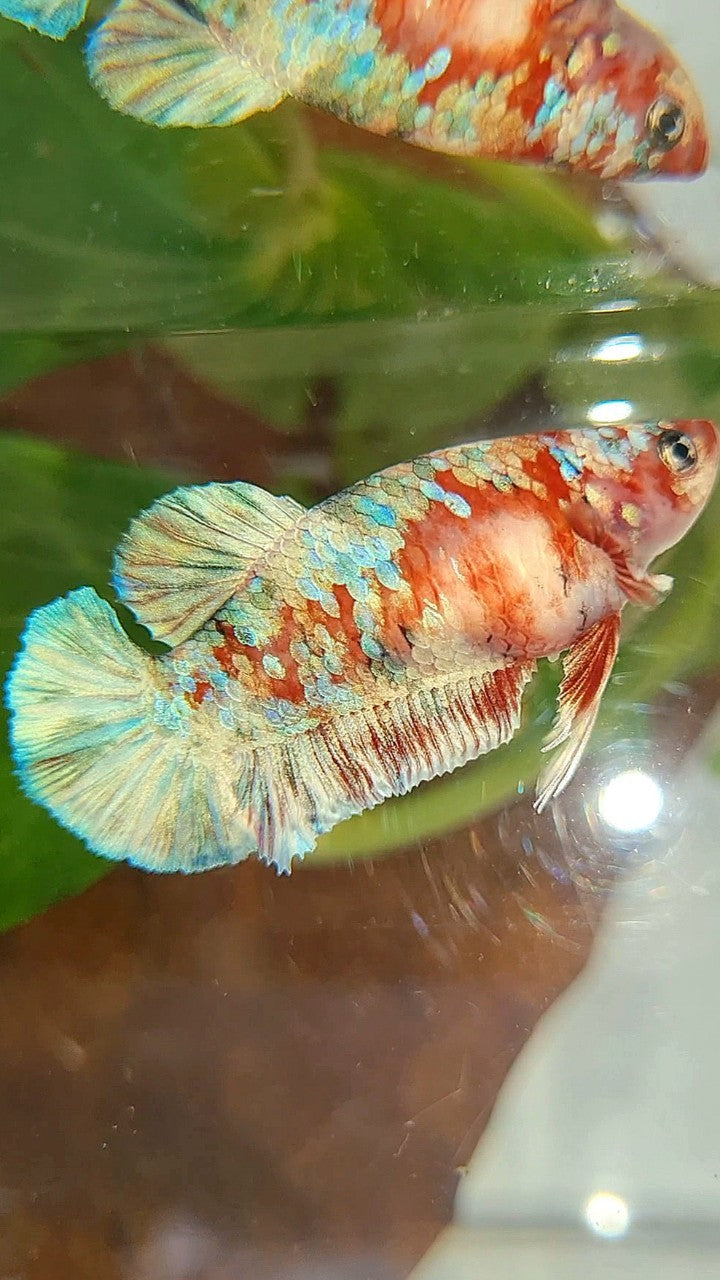 FEMALE PLAKAT BARONGSAI RED WHITE GALAXY MULTICOLOR BETTA FISH