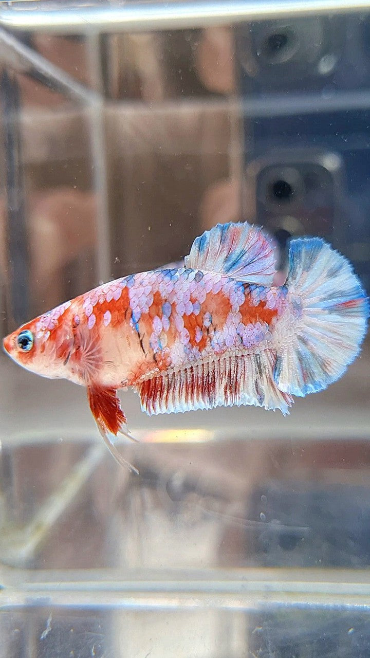 FEMALE PLAKAT BARONGSAI RED WHITE GALAXY MULTICOLOR BETTA FISH