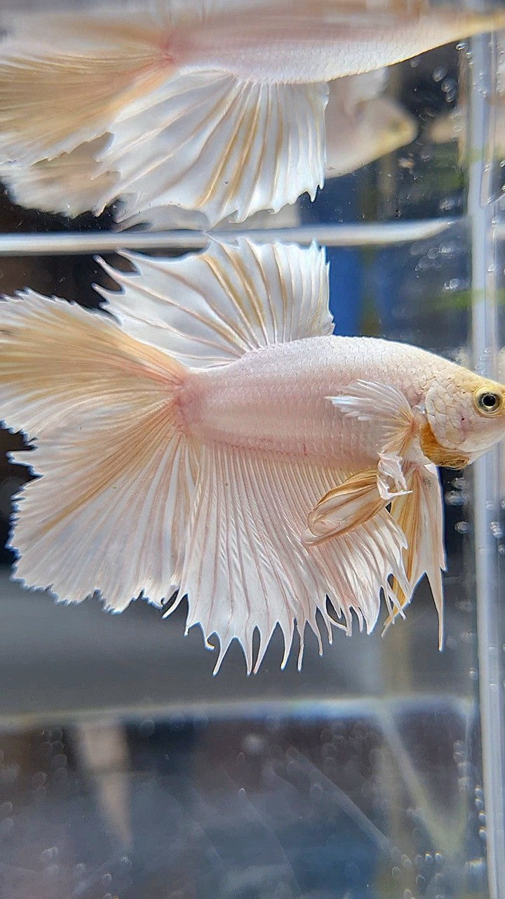 HALFMOON DOUBLE TAIL DUMBO EAR WHITE PLATINUM YELLOW WASH BETTA FISH