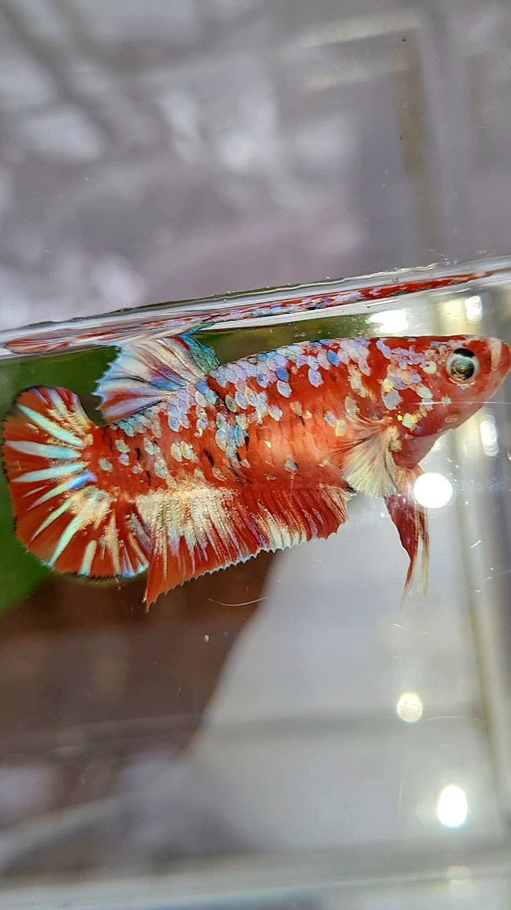 FEMALE PLAKAT BARONGSAI RED WHITE GALAXY MULTICOLOR BETTA FISH