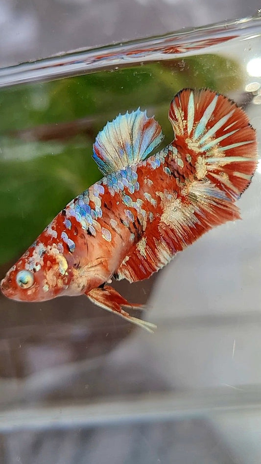 FEMALE PLAKAT BARONGSAI RED WHITE GALAXY MULTICOLOR BETTA FISH