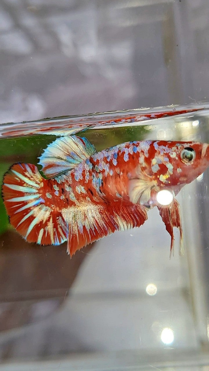 FEMALE PLAKAT BARONGSAI RED WHITE GALAXY MULTICOLOR BETTA FISH