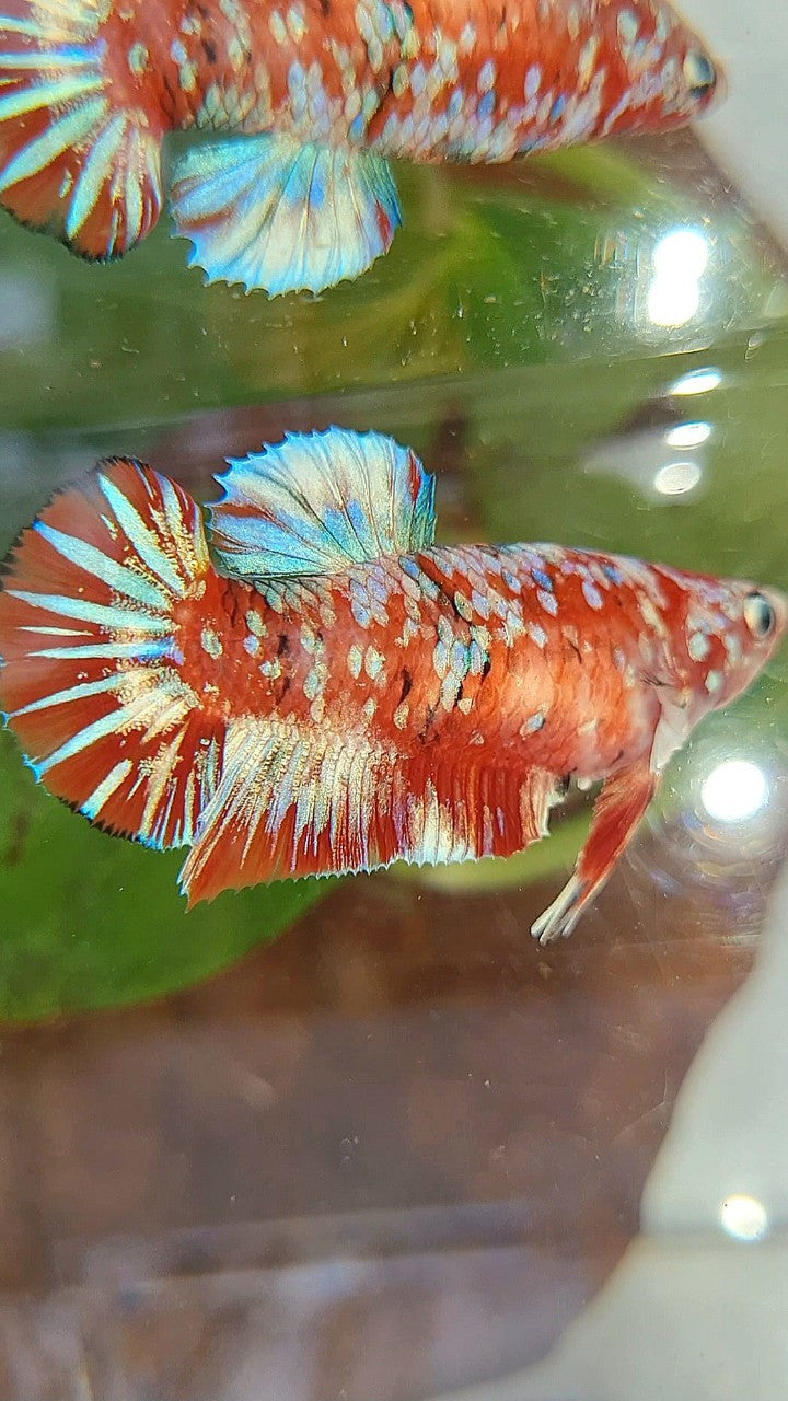 FEMALE PLAKAT BARONGSAI RED WHITE GALAXY MULTICOLOR BETTA FISH