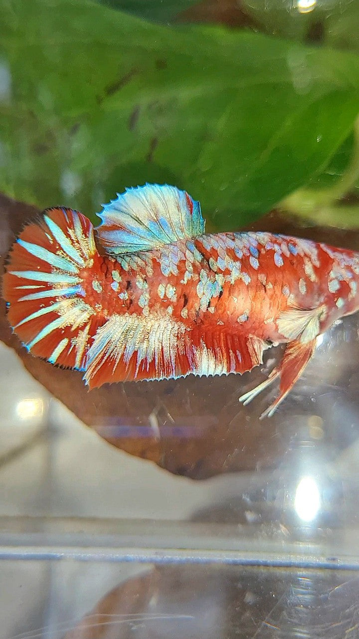 FEMALE PLAKAT BARONGSAI RED WHITE GALAXY MULTICOLOR BETTA FISH