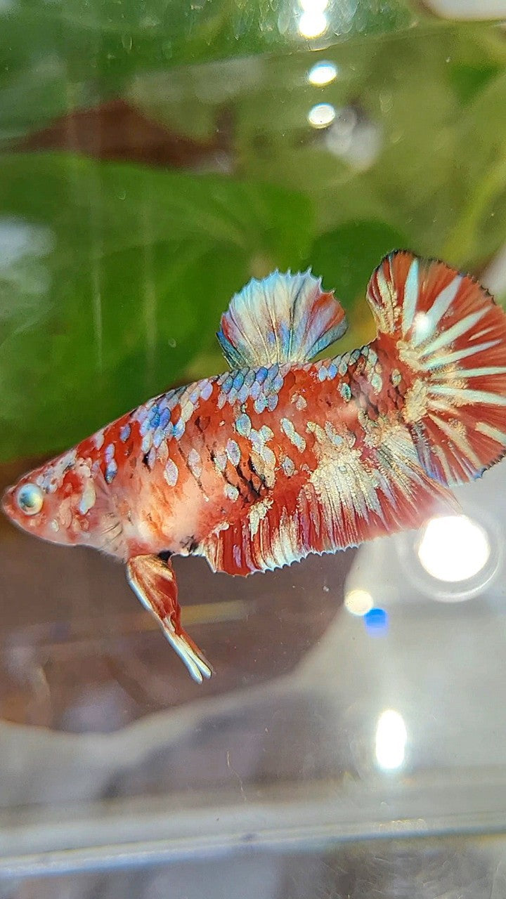 FEMALE PLAKAT BARONGSAI RED WHITE GALAXY MULTICOLOR BETTA FISH