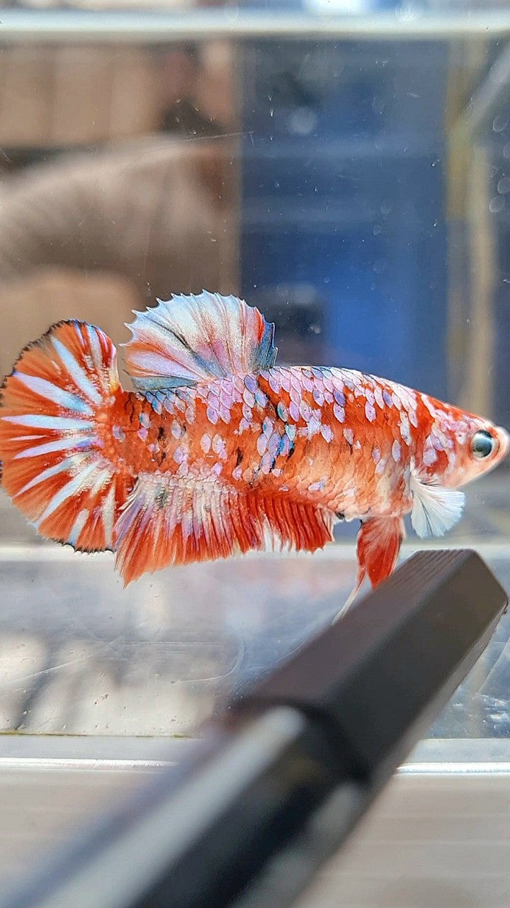FEMALE PLAKAT BARONGSAI RED WHITE GALAXY MULTICOLOR BETTA FISH