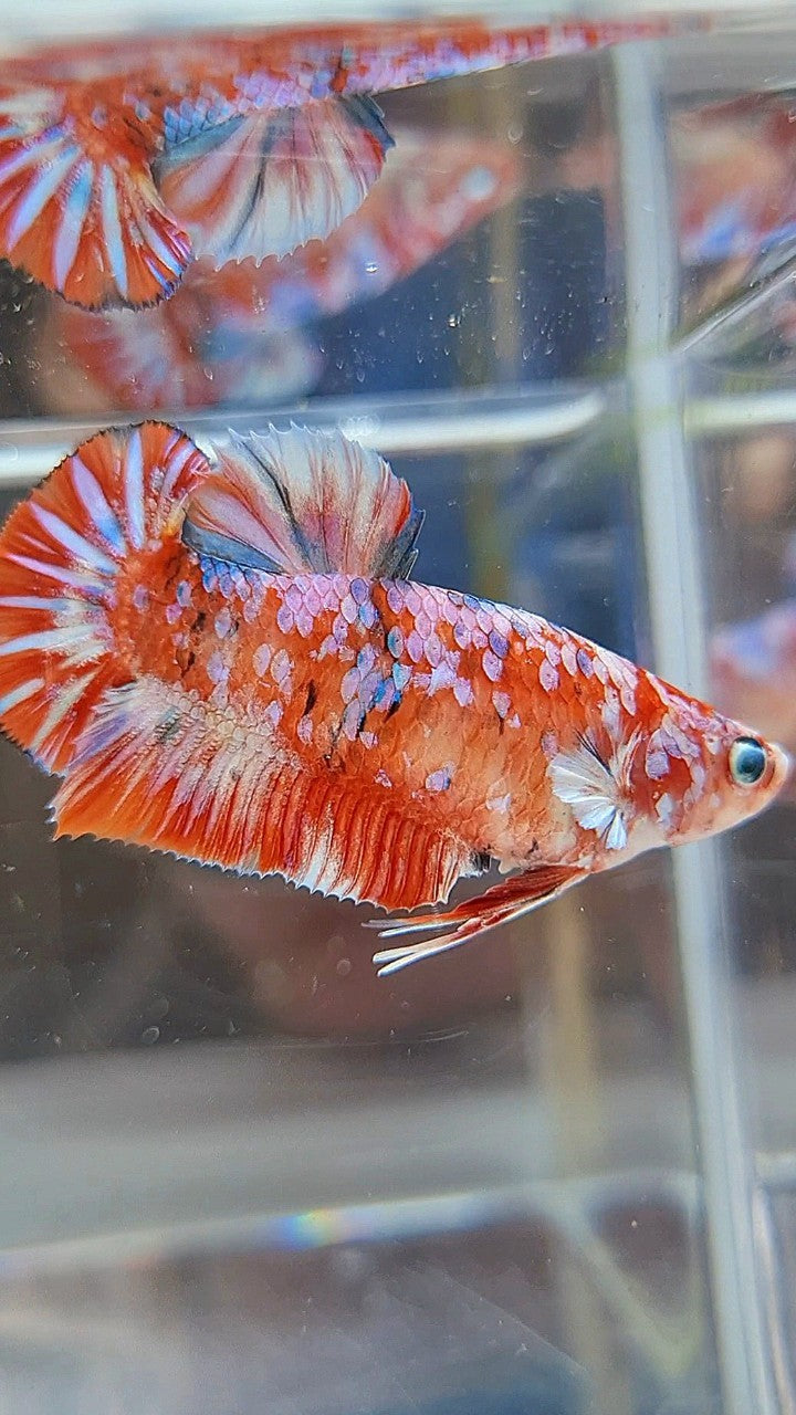 FEMALE PLAKAT BARONGSAI RED WHITE GALAXY MULTICOLOR BETTA FISH