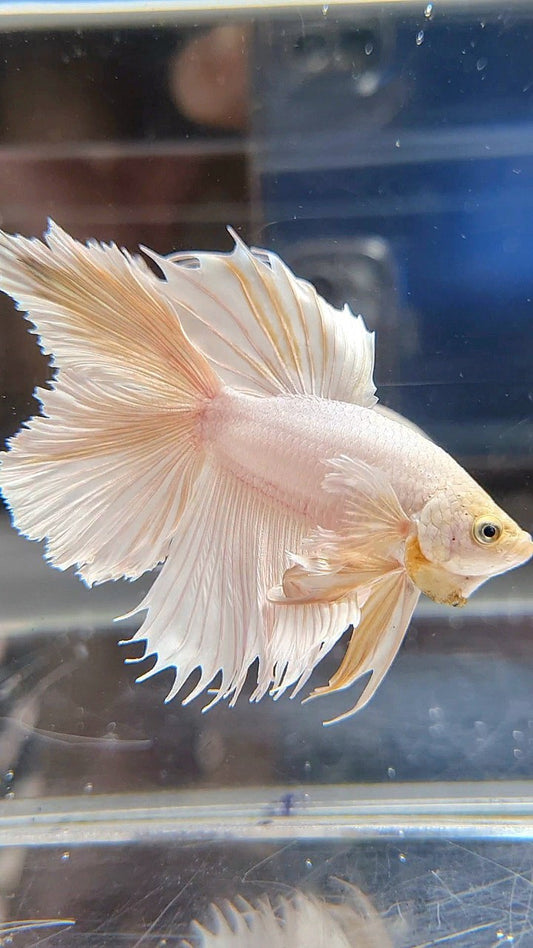 HALFMOON DOUBLE TAIL DUMBO EAR WHITE PLATINUM YELLOW WASH BETTA FISH