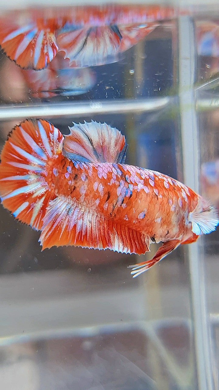 FEMALE PLAKAT BARONGSAI RED WHITE GALAXY MULTICOLOR BETTA FISH