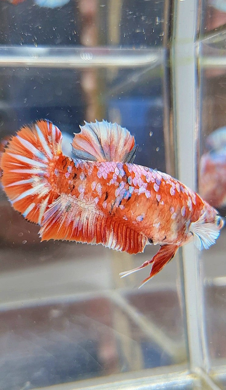 FEMALE PLAKAT BARONGSAI RED WHITE GALAXY MULTICOLOR BETTA FISH