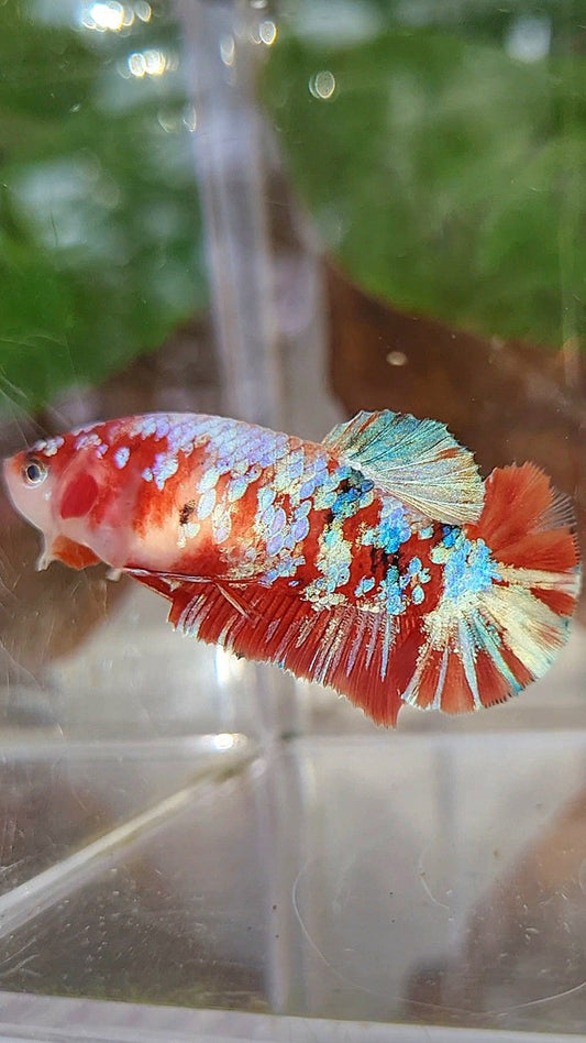 FEMALE PLAKAT BARONGSAI RED WHITE GALAXY MULTICOLOR BETTA FISH