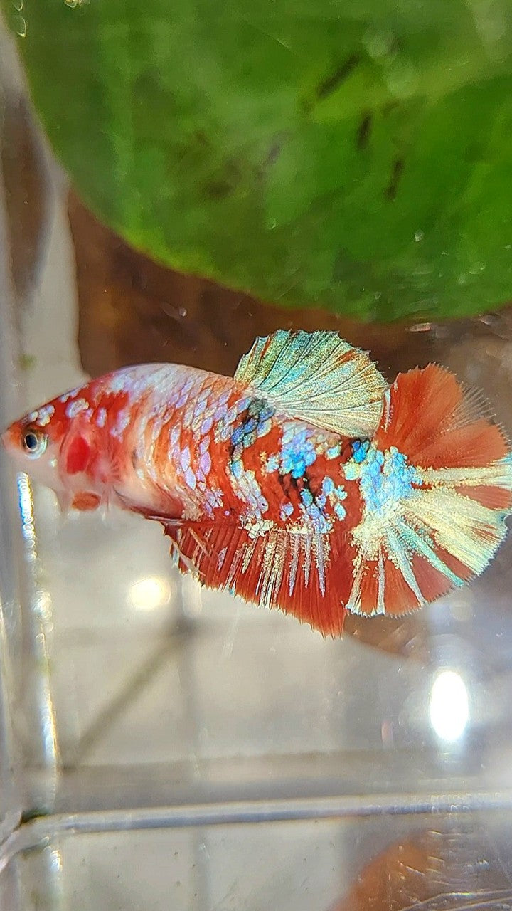 FEMALE PLAKAT BARONGSAI RED WHITE GALAXY MULTICOLOR BETTA FISH