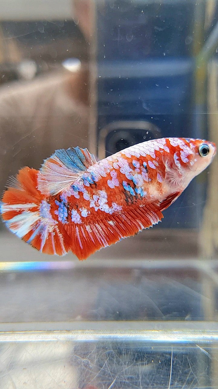 FEMALE PLAKAT BARONGSAI RED WHITE GALAXY MULTICOLOR BETTA FISH