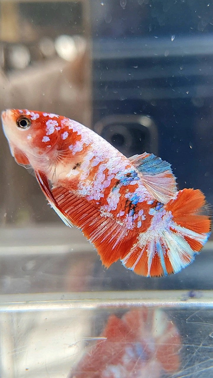 FEMALE PLAKAT BARONGSAI RED WHITE GALAXY MULTICOLOR BETTA FISH