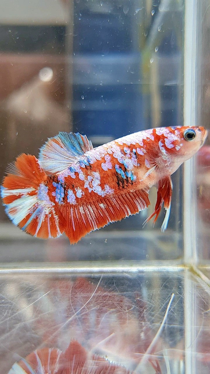 FEMALE PLAKAT BARONGSAI RED WHITE GALAXY MULTICOLOR BETTA FISH