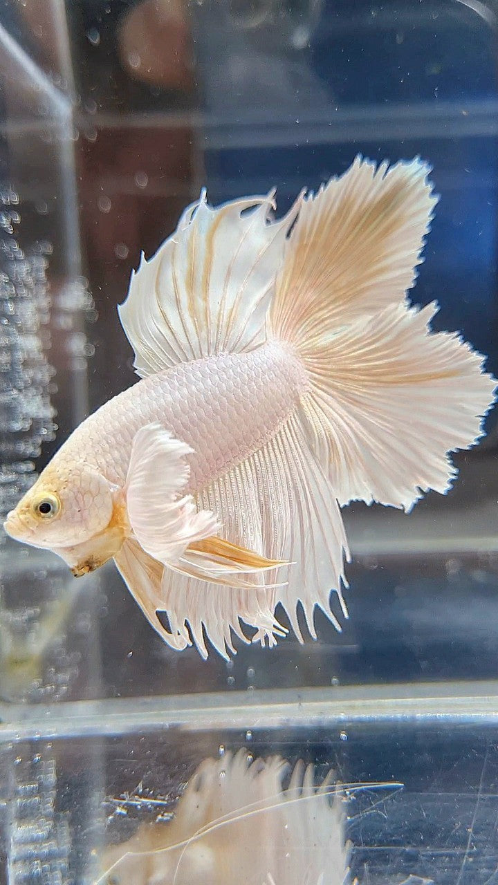 HALFMOON DOUBLE TAIL DUMBO EAR WHITE PLATINUM YELLOW WASH BETTA FISH
